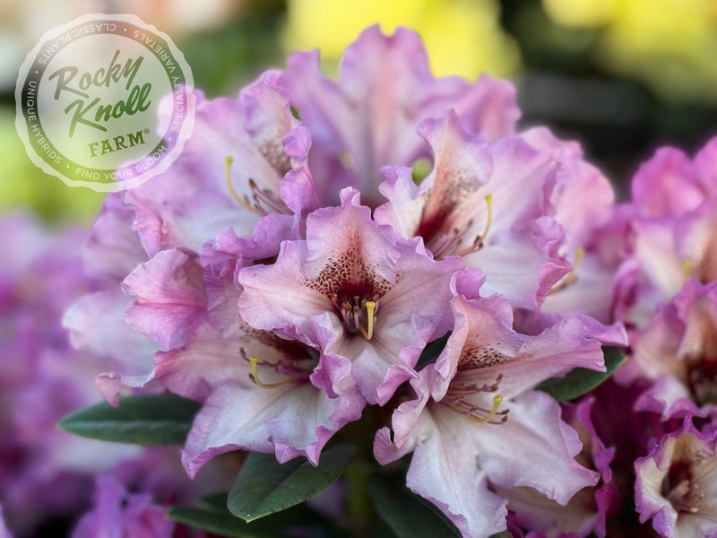 Prism's Sister plant from Rocky Knoll Farm