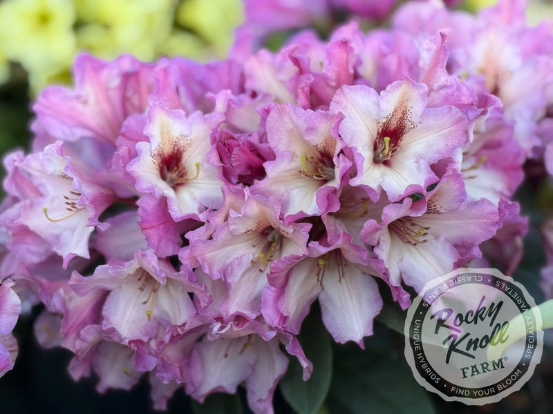 Prism's Sister plant from Rocky Knoll Farm