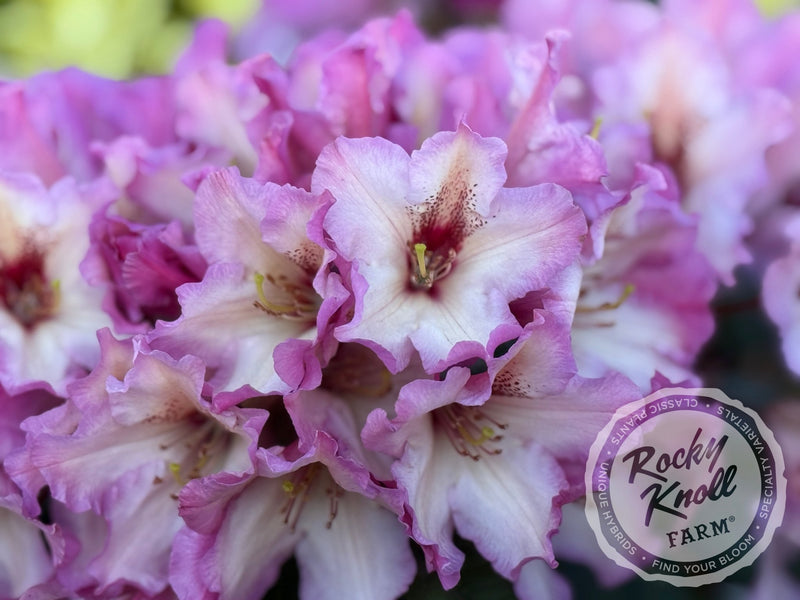 Prism's Sister plant from Rocky Knoll Farm