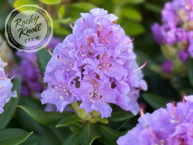Lavender Queen plant from Rocky Knoll Farm