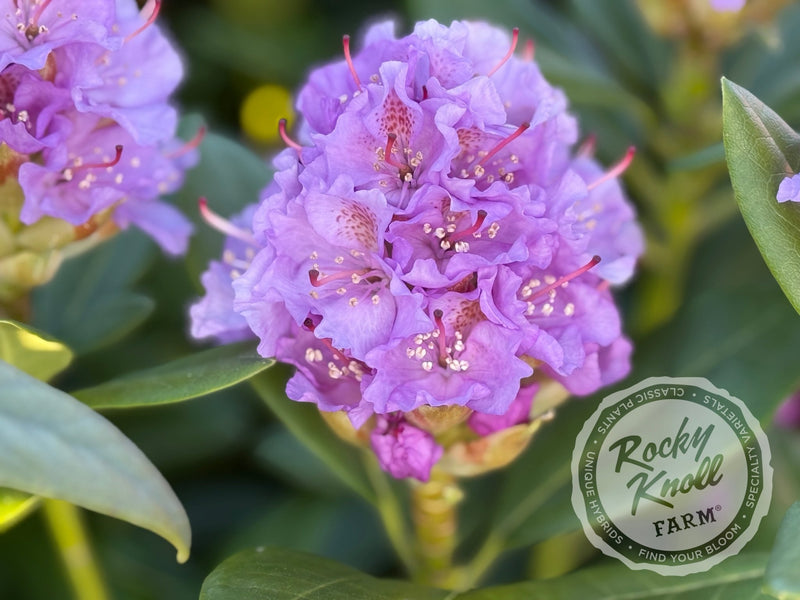 Lavender Queen plant from Rocky Knoll Farm