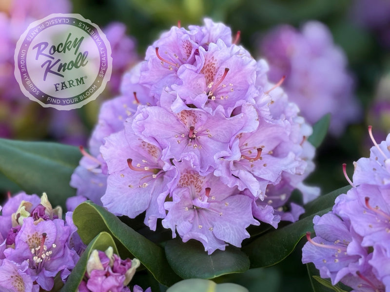 Lavender Queen plant from Rocky Knoll Farm