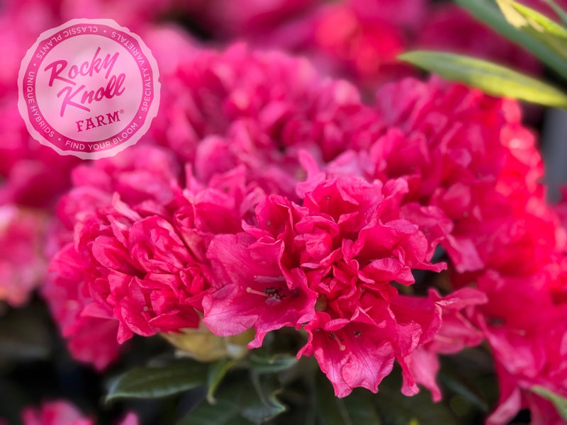 Belva’s Joy plant from Rocky Knoll Farm