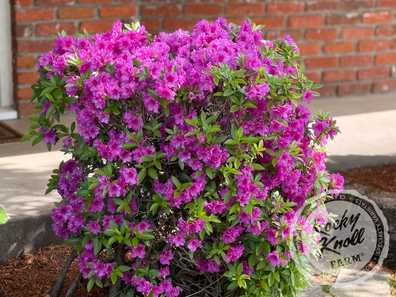 Purple Splendor - Rocky Knoll Farm