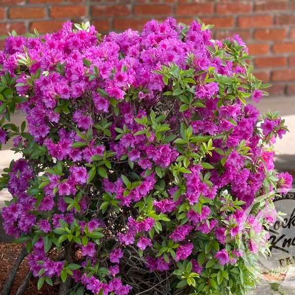 Purple Splendor - Rocky Knoll Farm