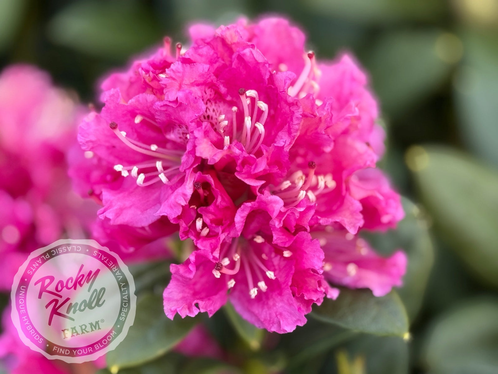 Rocket - Rocky Knoll Farm