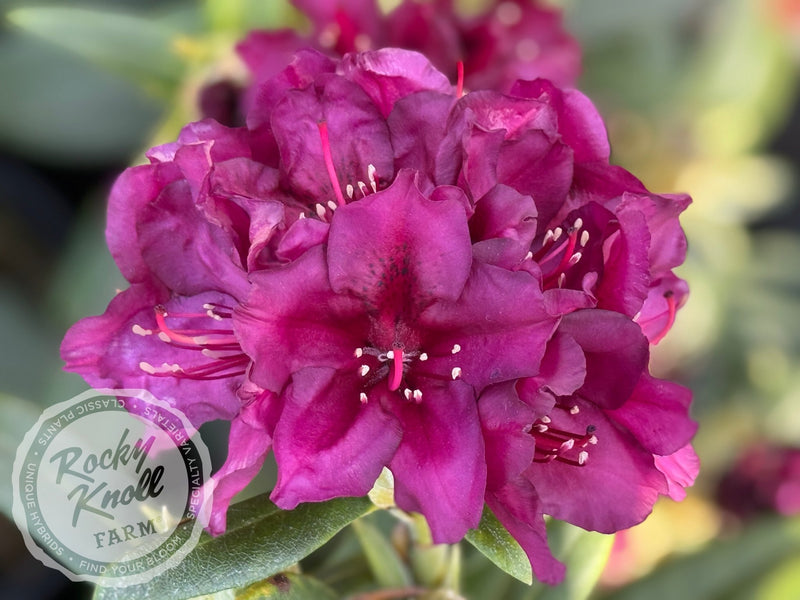 Polarnacht plant from Rocky Knoll Farm