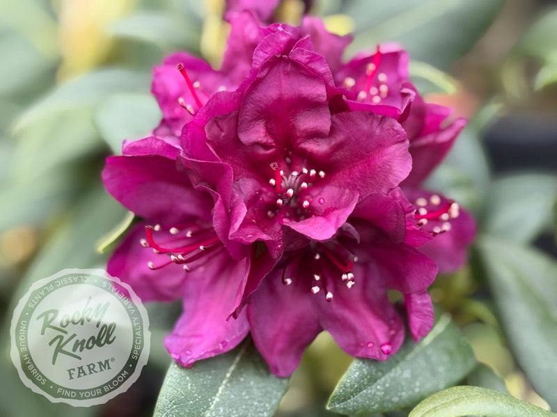 Polarnacht plant from Rocky Knoll Farm