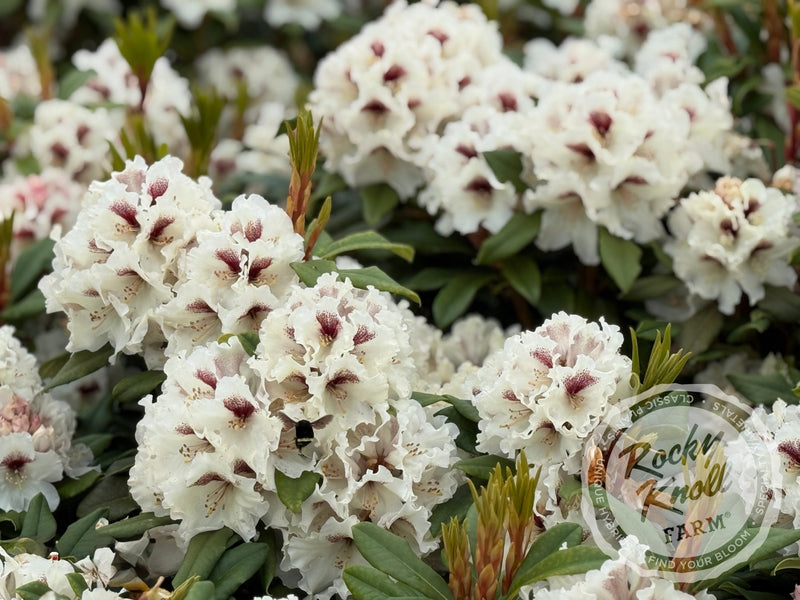 Sappho x Tweedy Bird plant from Rocky Knoll Farm