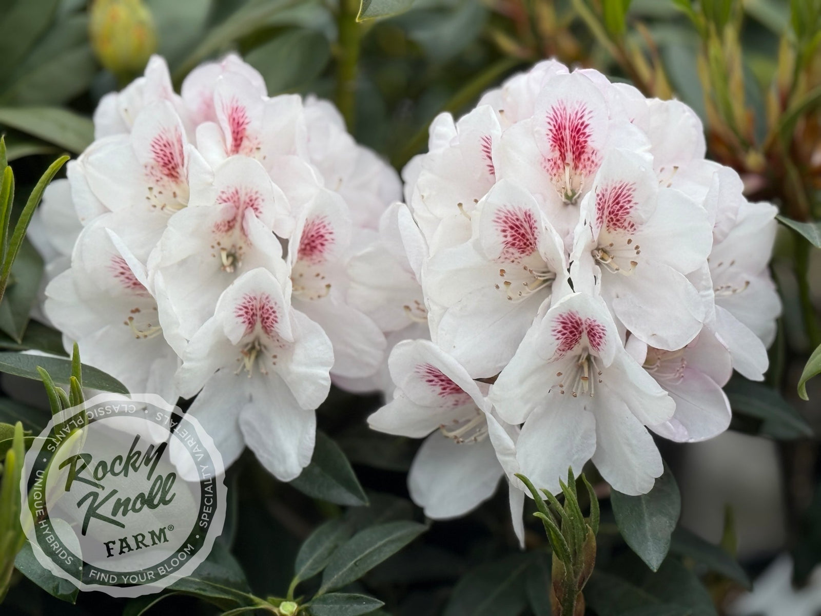 Lady de Rothschild - Rocky Knoll Farm