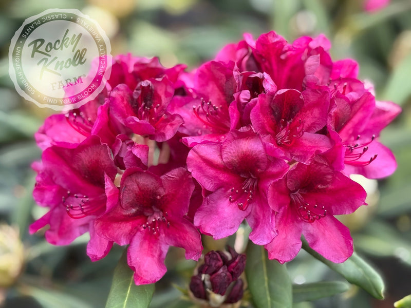 Black Sport plant from Rocky Knoll Farm