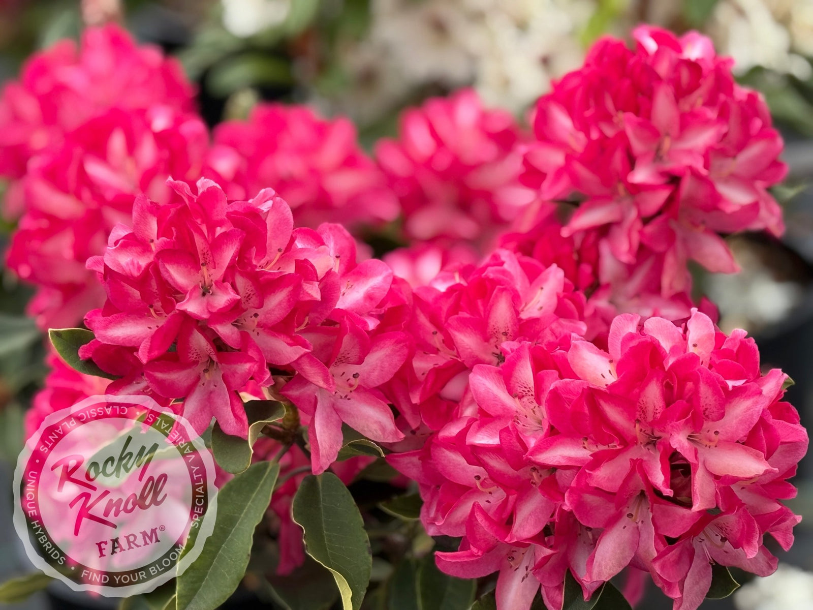 Vincent Van Gogh - Rocky Knoll Farm