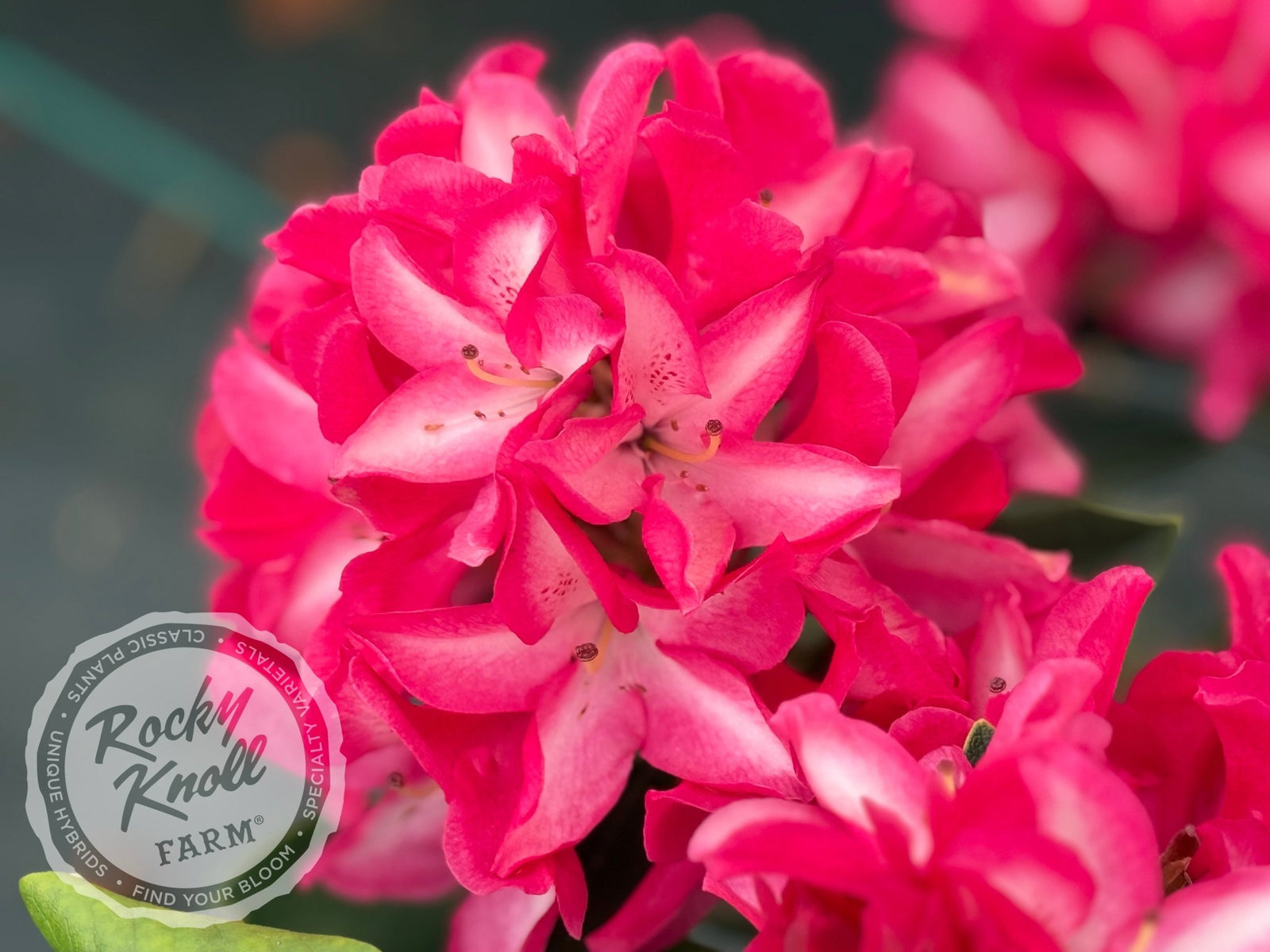 Vincent Van Gogh - Rocky Knoll Farm