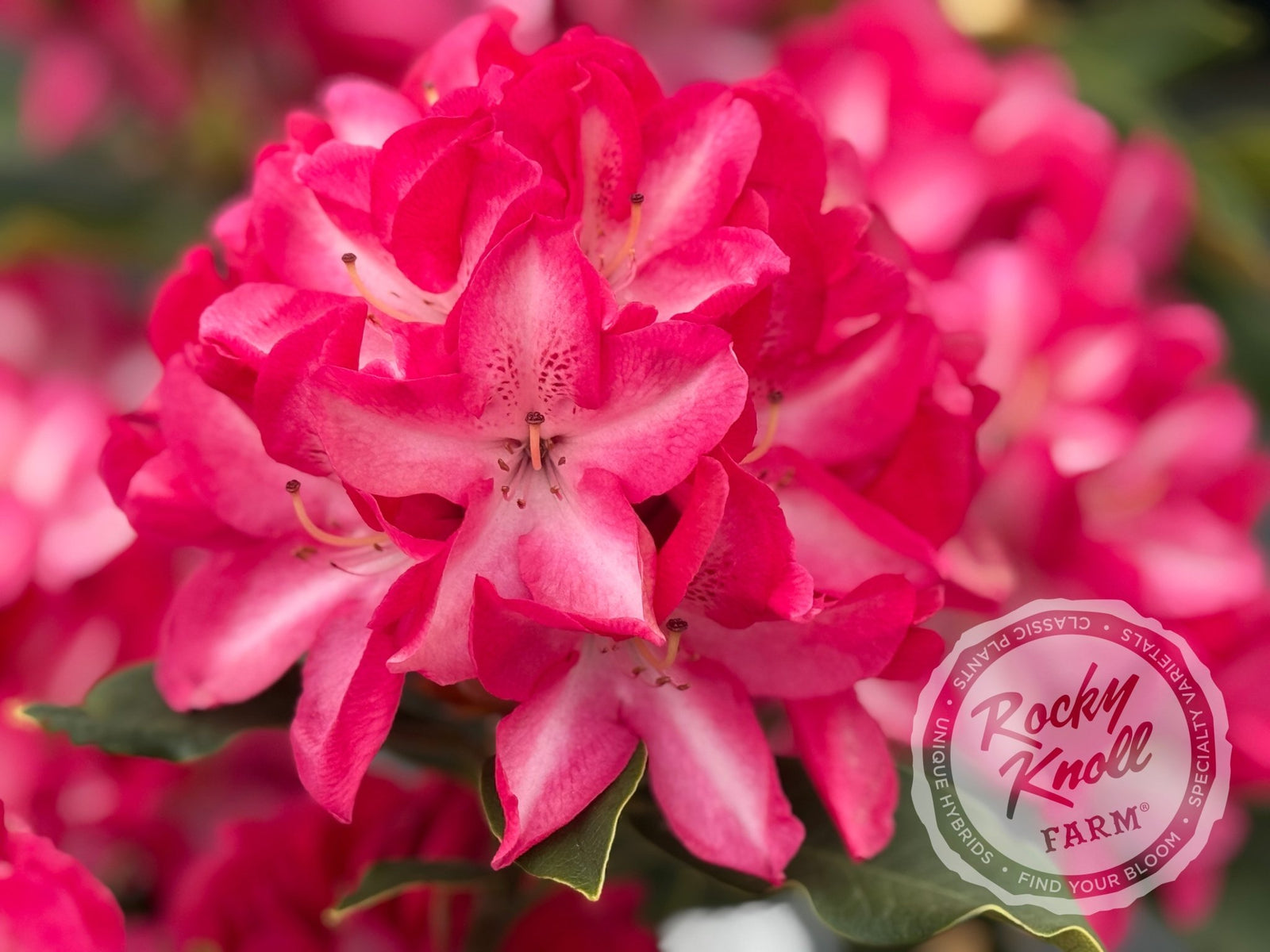 Vincent Van Gogh - Rocky Knoll Farm