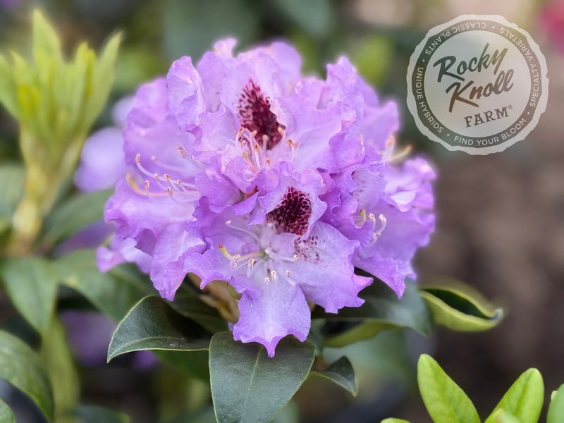 Blue Peter plant from Rocky Knoll Farm