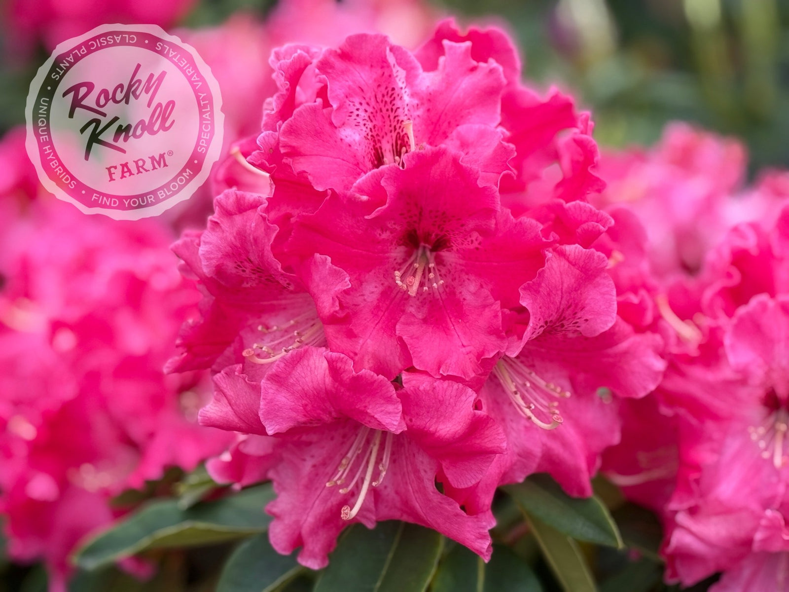 no.0036 インカローズの花蕾 Kaye Player - Rocky Knoll Farm