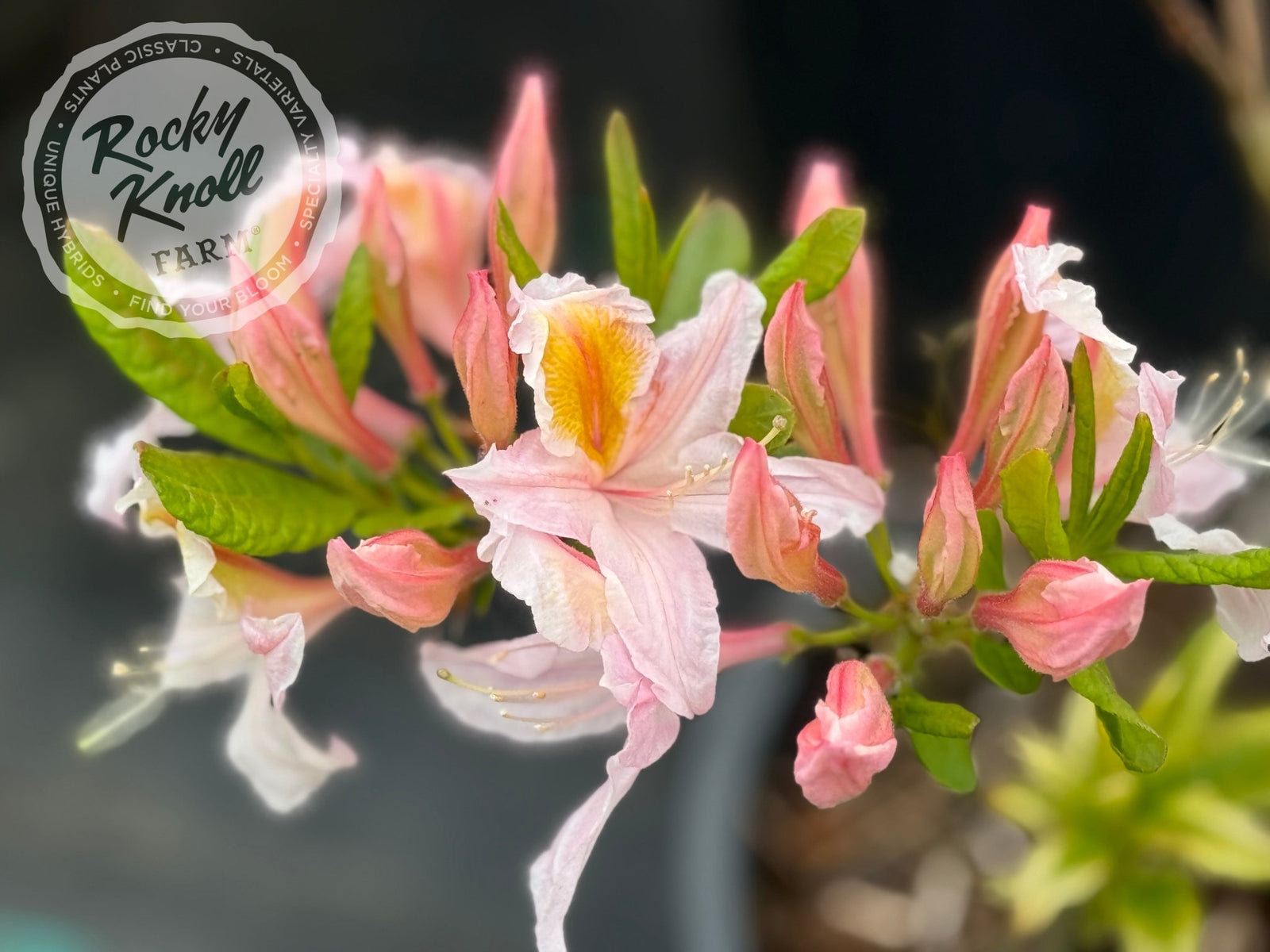 rhododendron irene koster Irene Koster