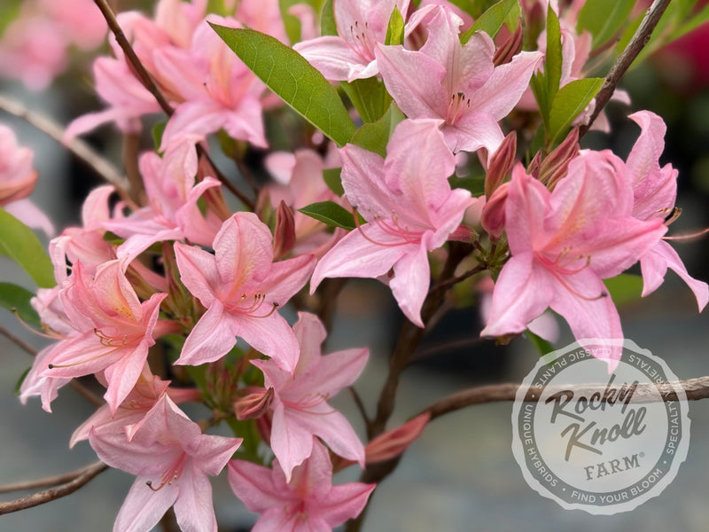 Soir de Paris plant from Rocky Knoll Farm