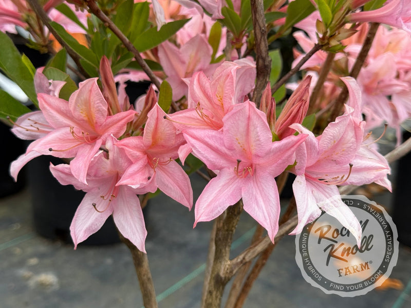Soir de Paris plant from Rocky Knoll Farm