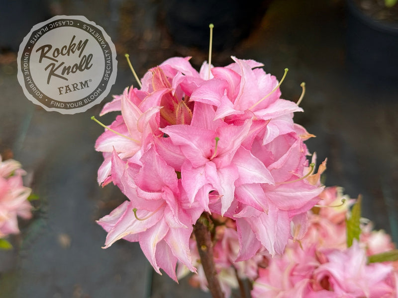 Soft Shimmer plant from Rocky Knoll Farm
