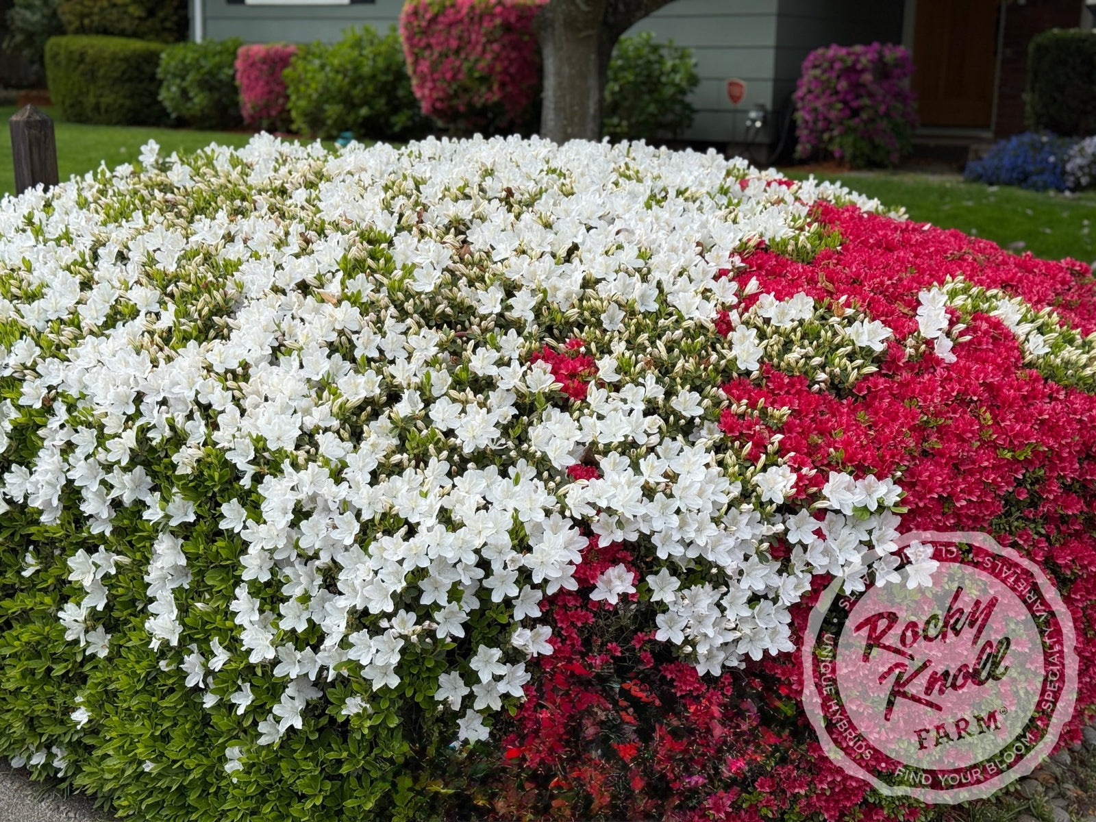 White Lace - Rocky Knoll Farm