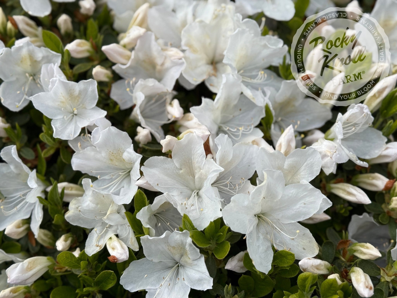 雪降花: drop White Color レコード White Lace - Rocky Knoll Farm