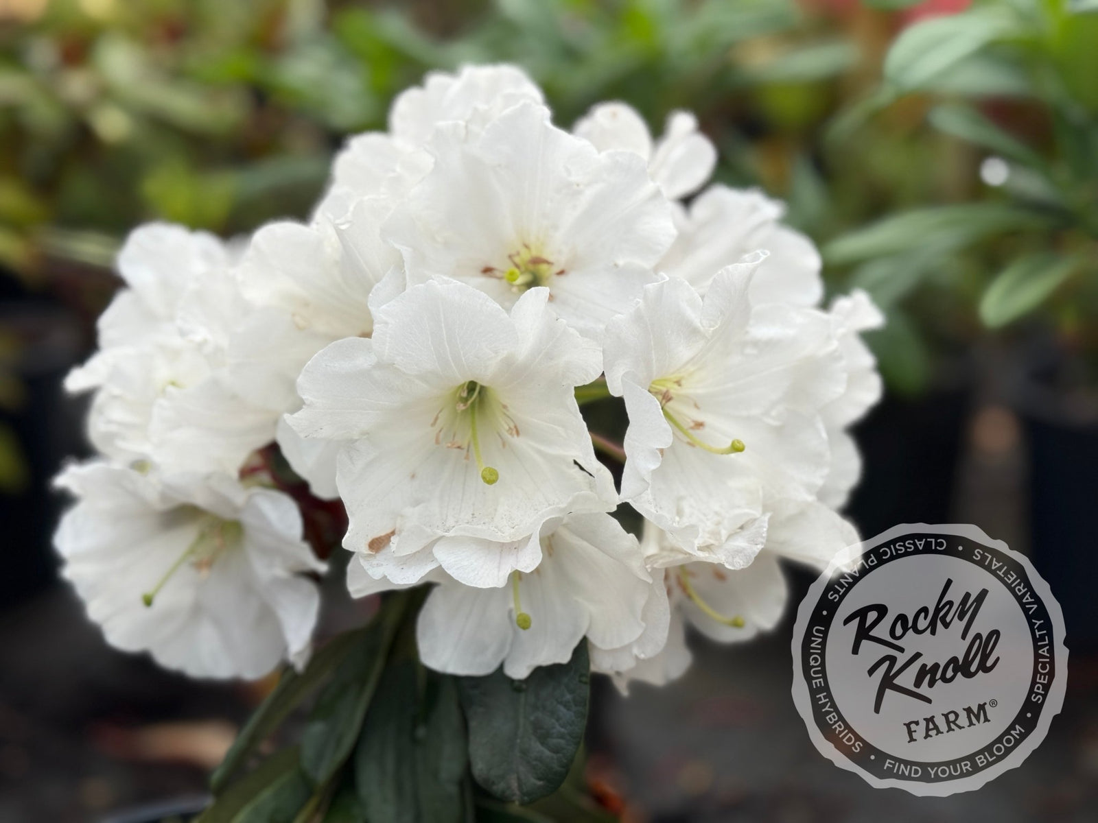 R. decorum