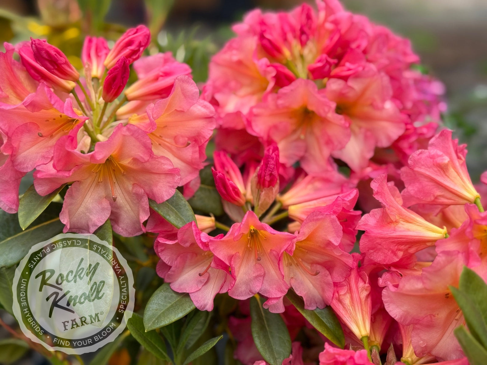 Rio Salsa - Rocky Knoll Farm