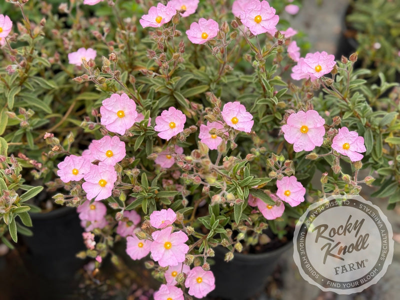Cistus x skanbergii Pink Rockrose plant from Rocky Knoll Farm