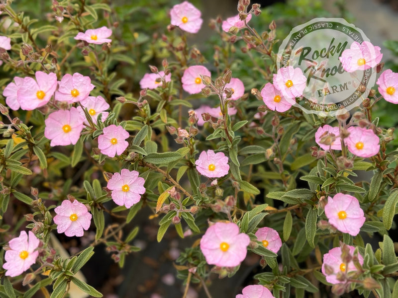Cistus x skanbergii Pink Rockrose plant from Rocky Knoll Farm