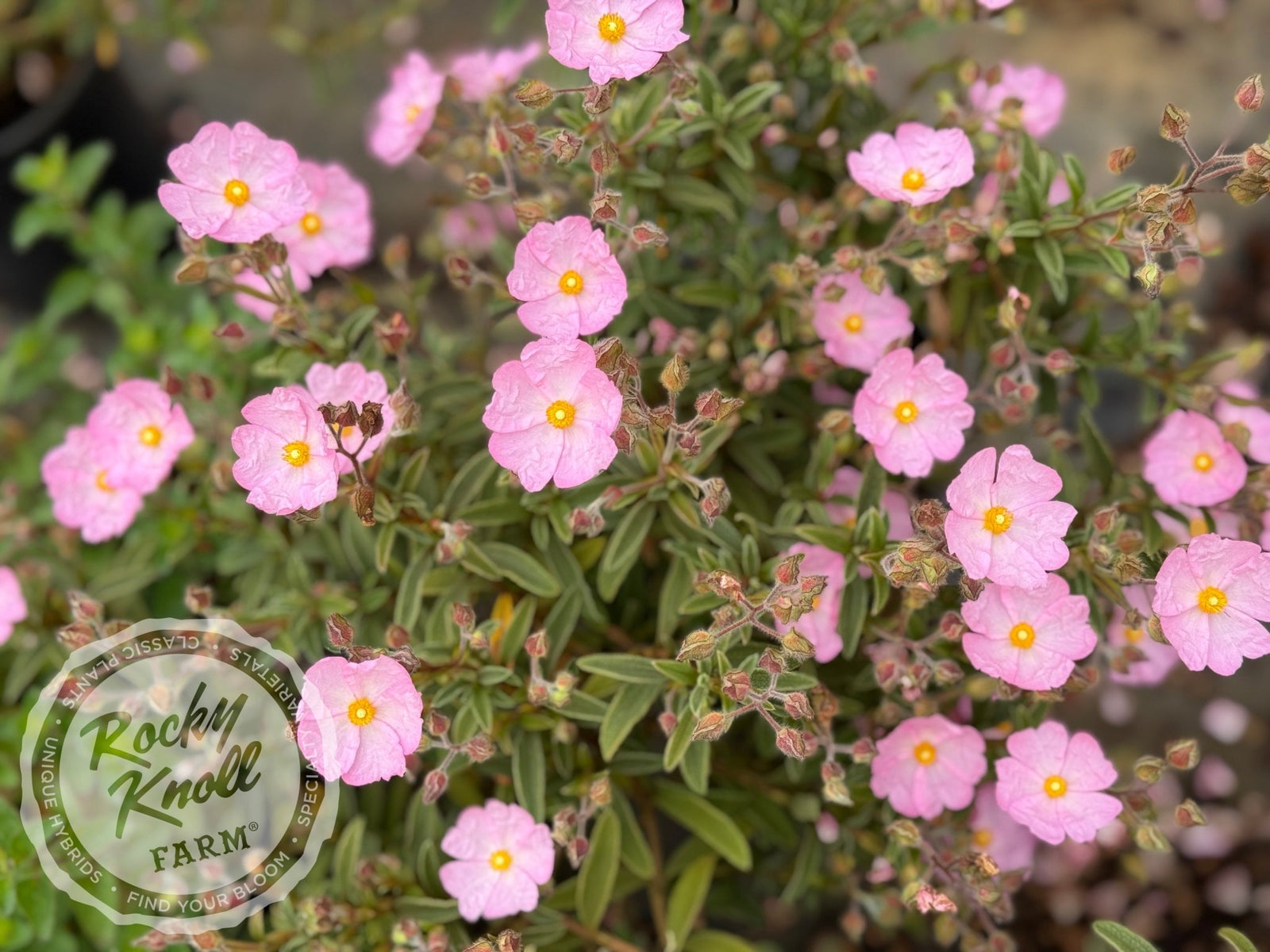 Cistus skanbergii Pink Rockrose - Rocky Knoll Farm