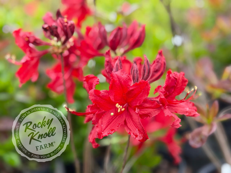 Red Sunset plant from Rocky Knoll Farm