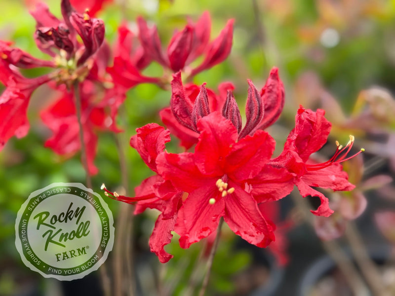 Red Sunset plant from Rocky Knoll Farm