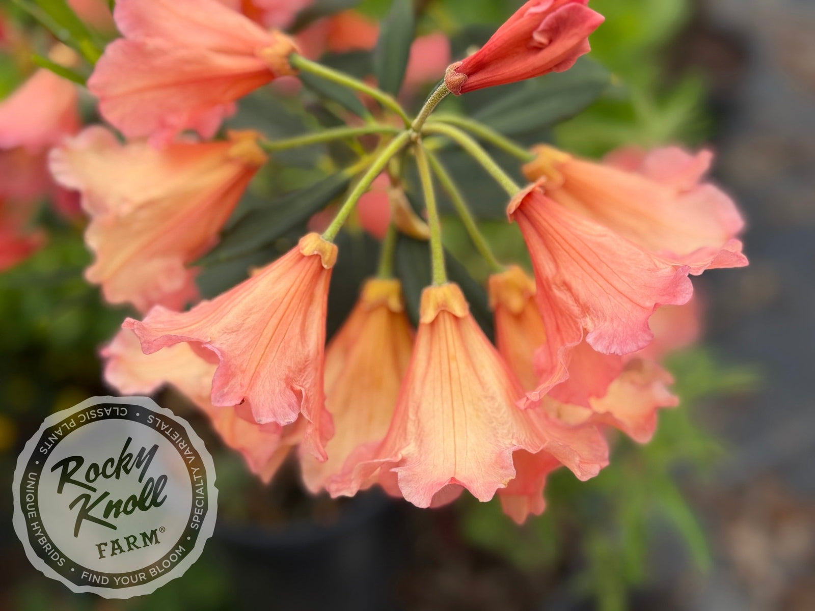 Old Copper - Rocky Knoll Farm