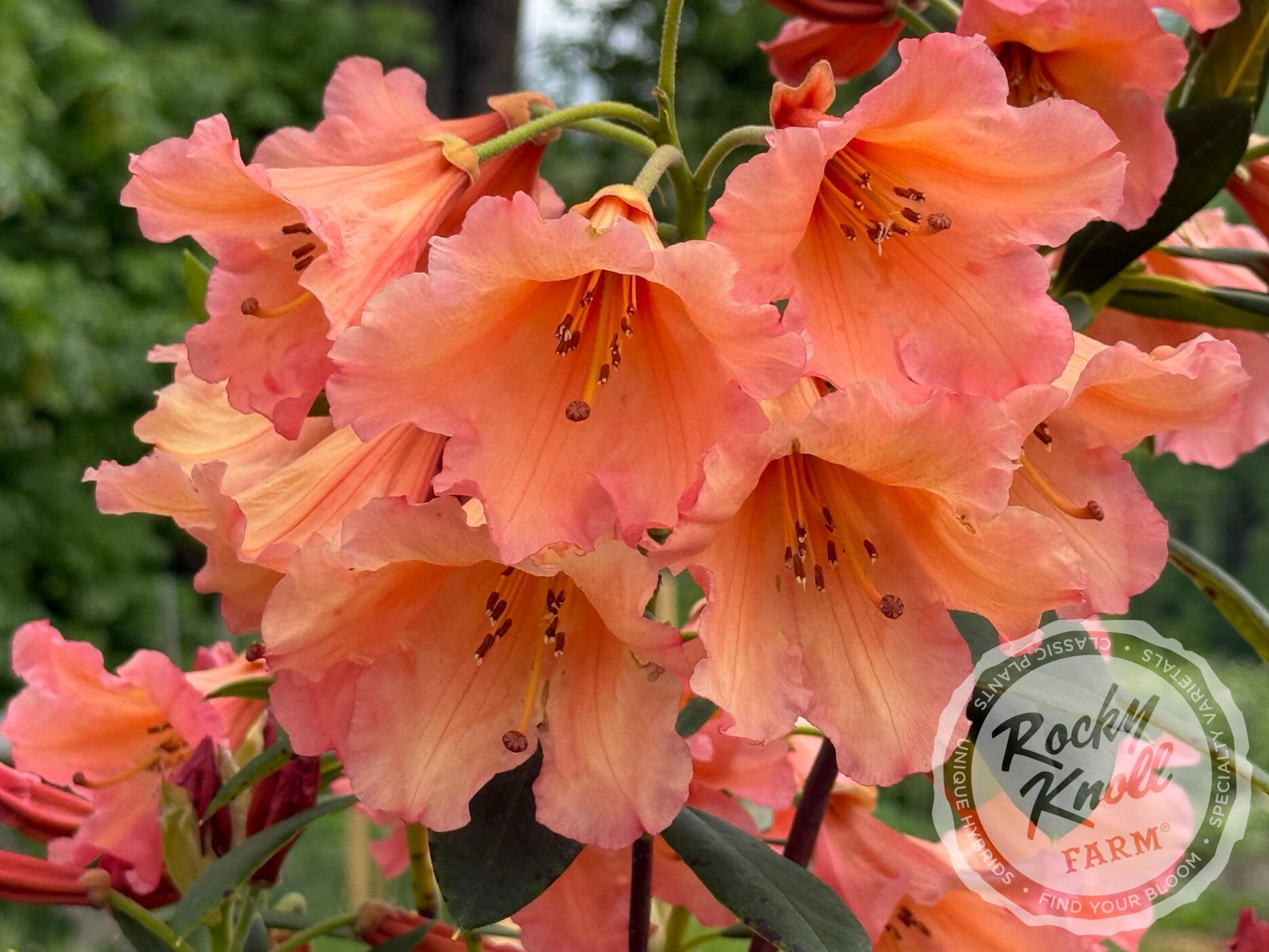 IMG_6271_1600x.jpg?v=1748546085