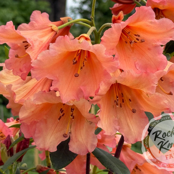 Old Copper - Rocky Knoll Farm