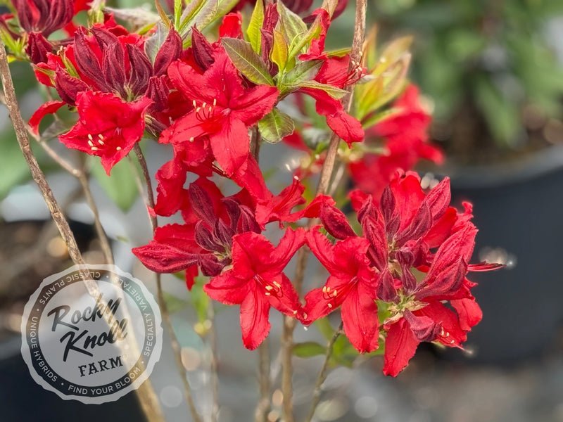 Wallowa Red plant from Rocky Knoll Farm