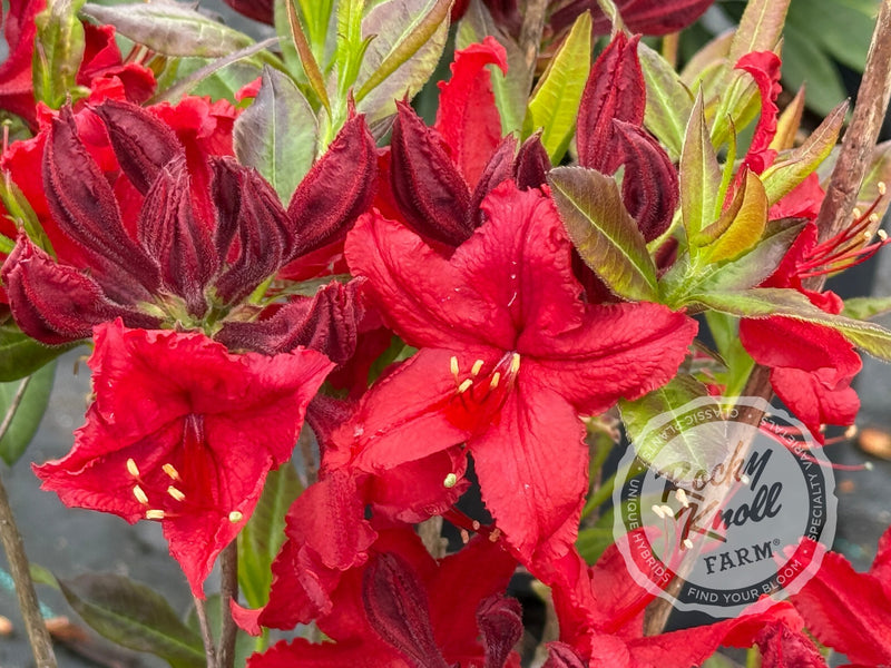Wallowa Red plant from Rocky Knoll Farm