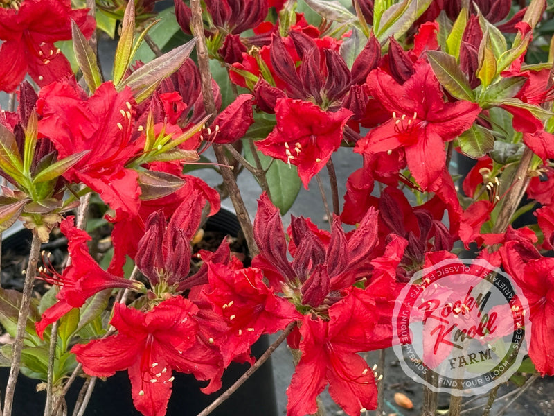 Wallowa Red plant from Rocky Knoll Farm