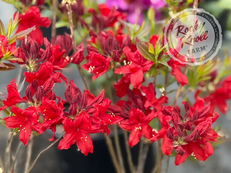 Wallowa Red plant from Rocky Knoll Farm