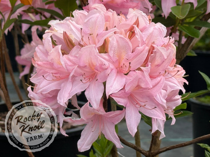 Soir de Paris plant from Rocky Knoll Farm