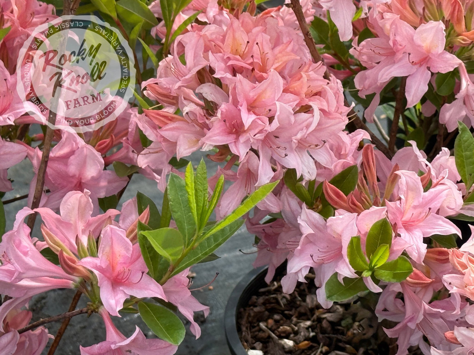 rhododendron soir de paris Soir de Paris