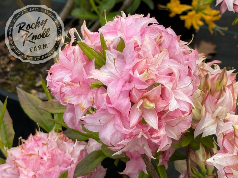 Soft Shimmer plant from Rocky Knoll Farm