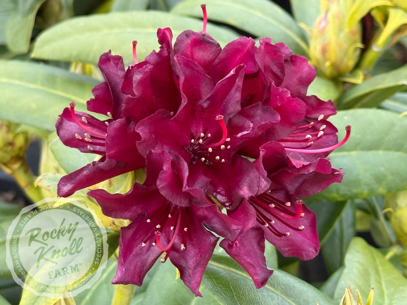 Polarnacht plant from Rocky Knoll Farm