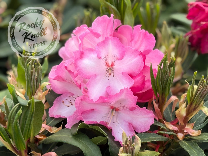 Lem's Monarch (or Pink Walloper) plant from Rocky Knoll Farm