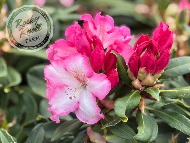 Lem's Monarch (or Pink Walloper) plant from Rocky Knoll Farm