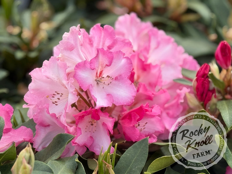 Lem's Monarch (or Pink Walloper) plant from Rocky Knoll Farm
