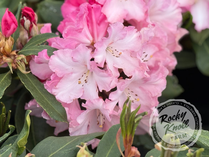 Lem's Monarch (or Pink Walloper) plant from Rocky Knoll Farm