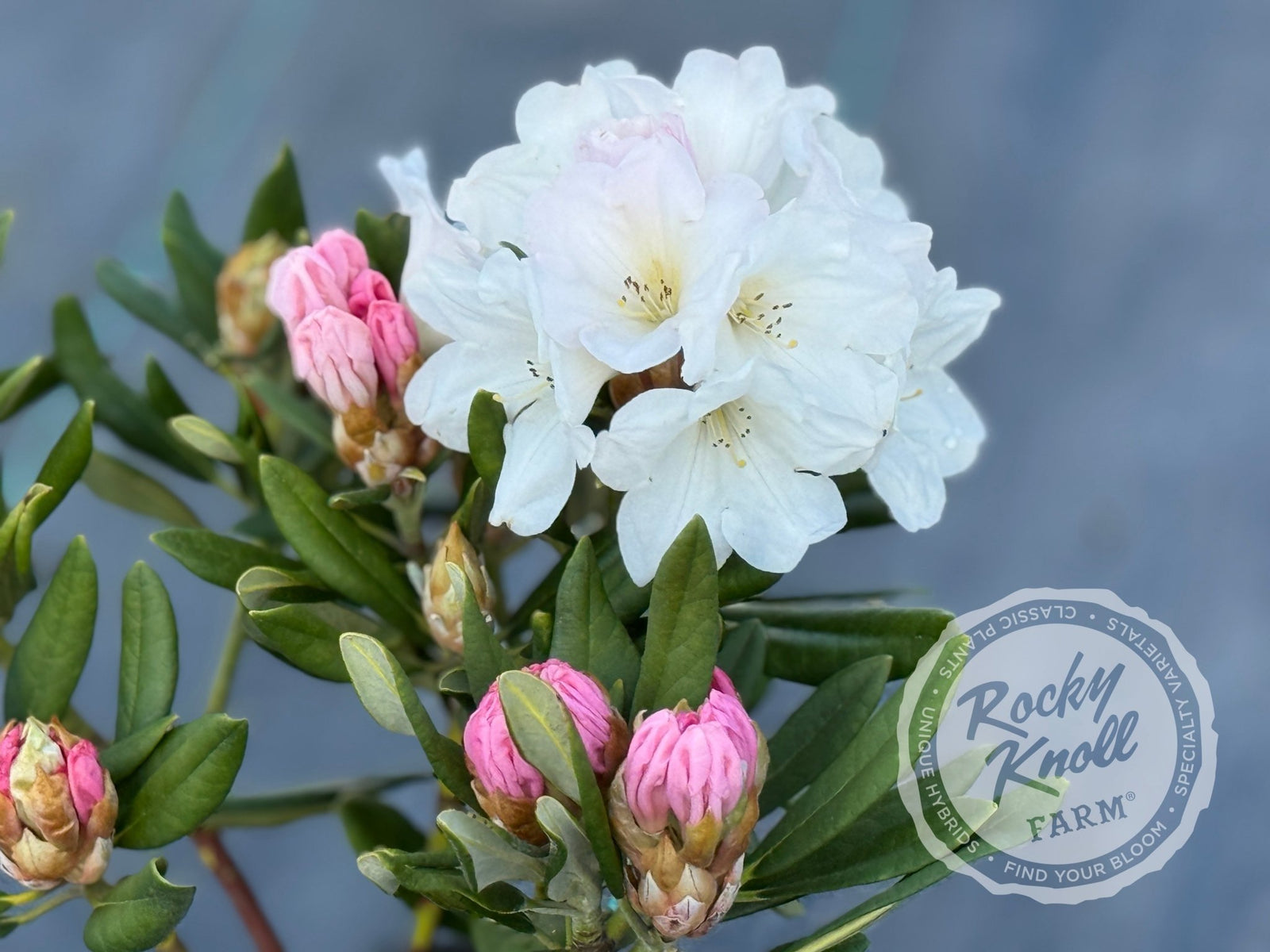 Noyo Snow