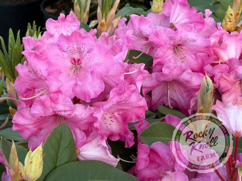 Elby plant from Rocky Knoll Farm